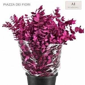 Euc. Cinerea Painted Cerise