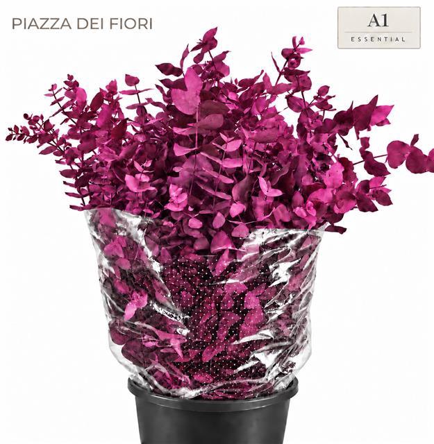 <h4>Euc. Cinerea Painted Cerise</h4>