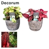 Iresine Herbstii 13cm Mix 2 kleuren Decorum grijze robuuste pot