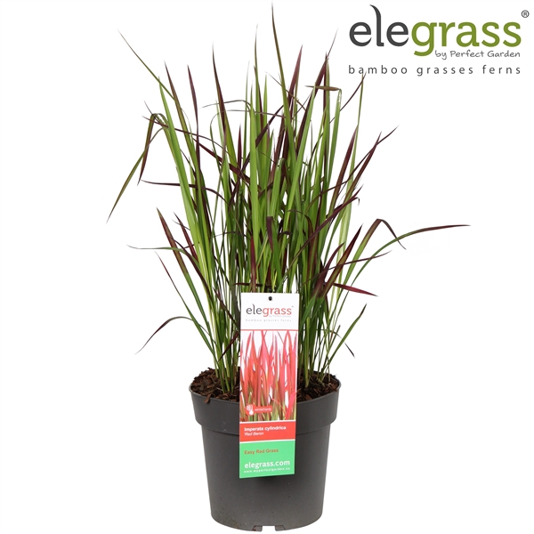 <h4>Imperata cylindrica 'Red Baron' P23</h4>
