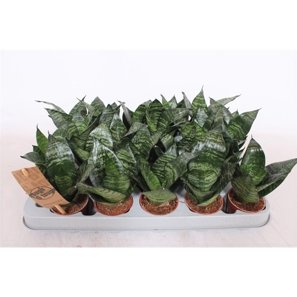 <h4>Sansevieria Hahnii</h4>