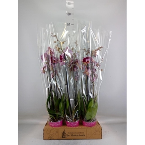 Phalaenopsis  'Ant Reims'