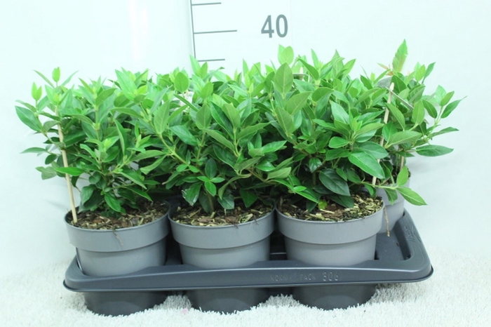 <h4>Viburnum tinus</h4>