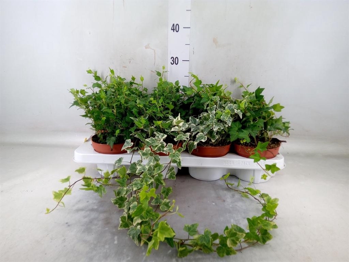 <h4>Hedera ...mix</h4>