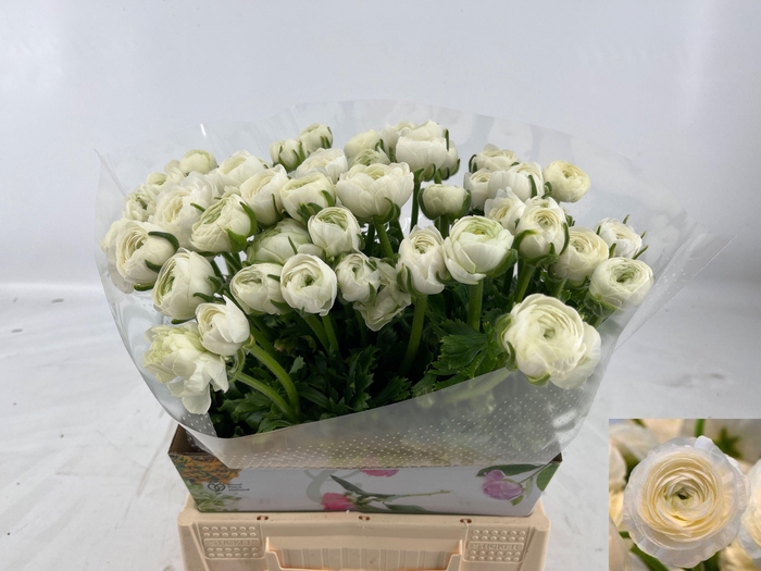 <h4>RAN AM SNOWFLAKE</h4>