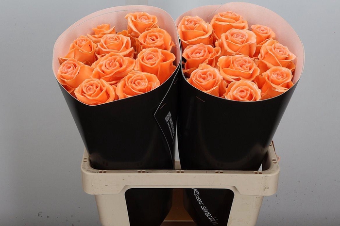 <h4>R Ov Wx Versilia W4</h4>