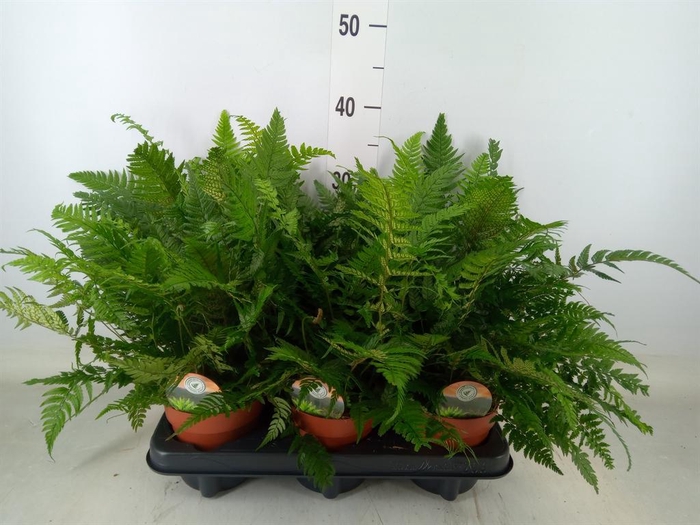 <h4>Polystichum tsussimense</h4>