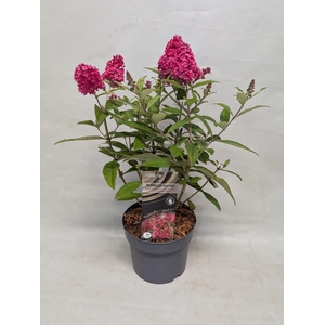 Buddleja 'Butterfly Candy' Little Ruby' 17 cm