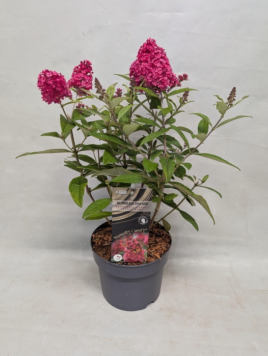<h4>Buddleja 'Butterfly Candy' Little Ruby' 17 cm</h4>