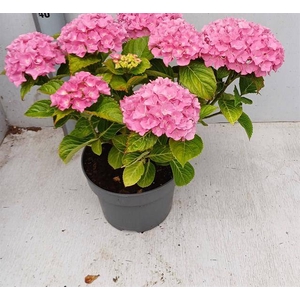 HYDRANGEA ROSA P23 6+