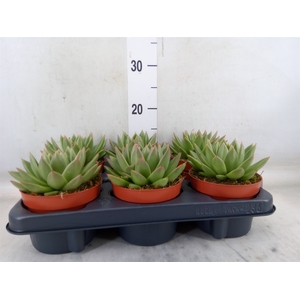 Echeveria  'Miranda'