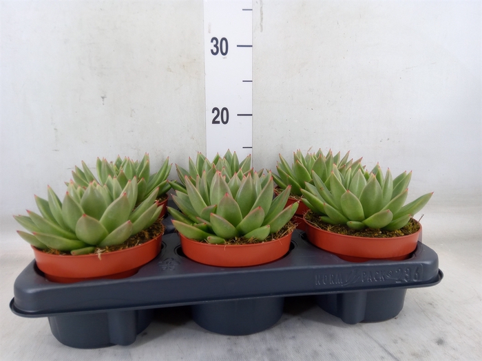 <h4>Echeveria  'Miranda'</h4>
