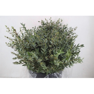 Euca Parvifolia Short 300gr P Bunch