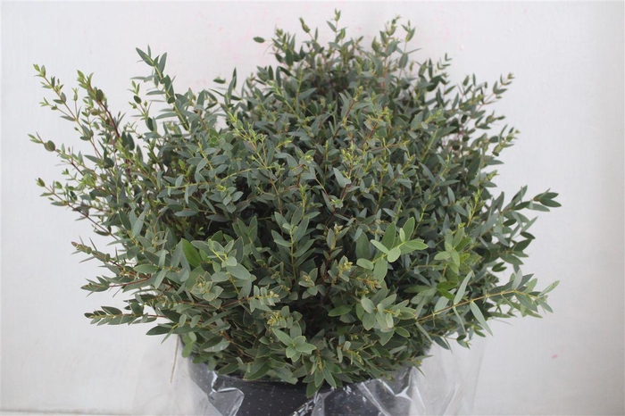 <h4>Euca Parvifolia Short 300gr P Bunch</h4>