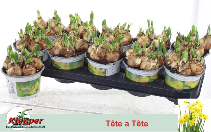 <h4>NARCISSUS TETE A TETE P12</h4>