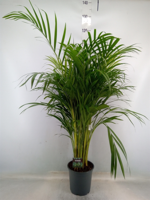 <h4>Dypsis lutescens   ...Chrysalidoca</h4>