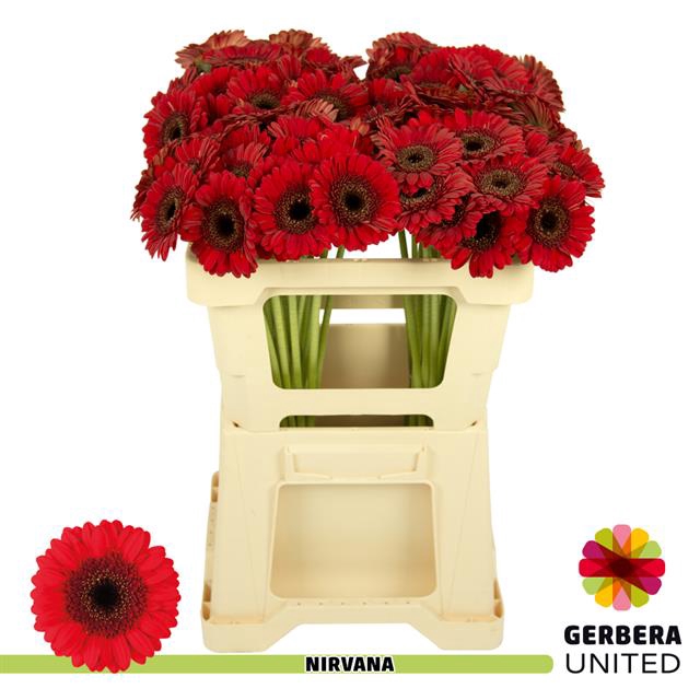 GE MI NIRVANA