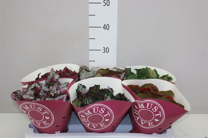 <h4>Begonia Blad Beleaf Gemengd</h4>