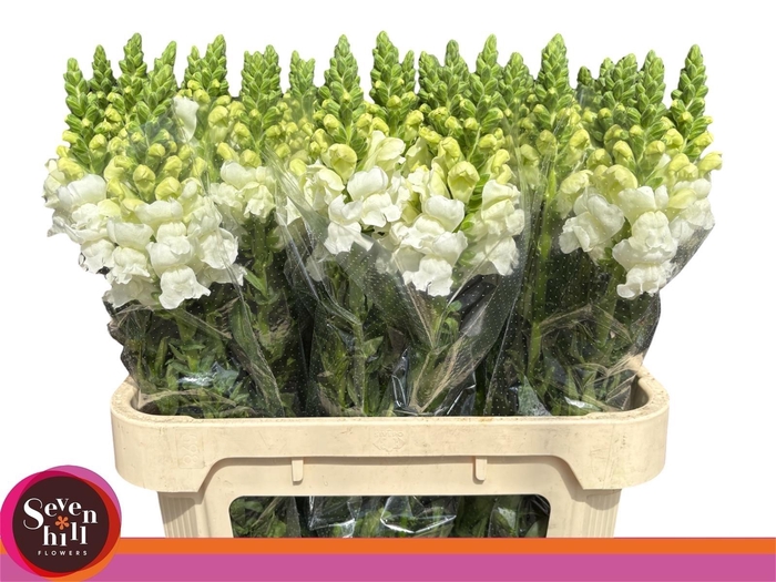 <h4>ANTIR ANTIBES WHITE</h4>