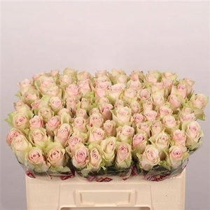 R Gr Pink Athena