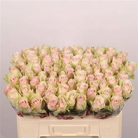<h4>R Gr Pink Athena</h4>