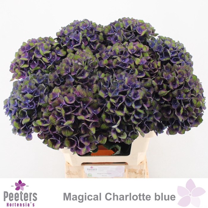 <h4>HYDR M MAG CHARL BL</h4>