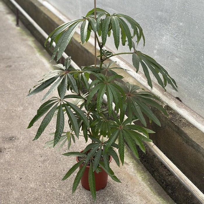 BEGONIA REX-HYBRID P19