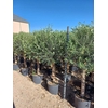 Olea europaea (Olijf) stam 35ltr