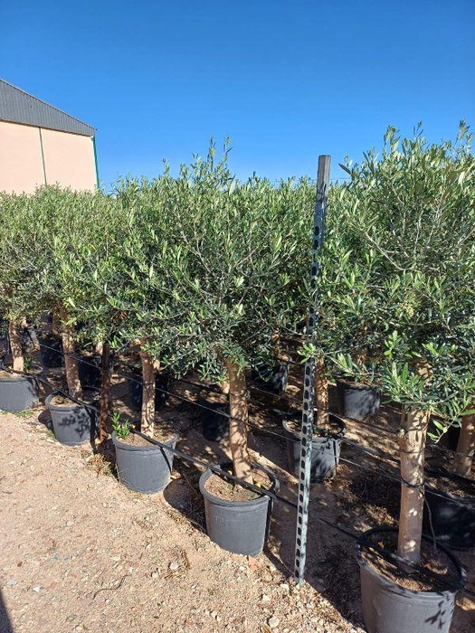 Olea europaea (Olijf) stam 35ltr