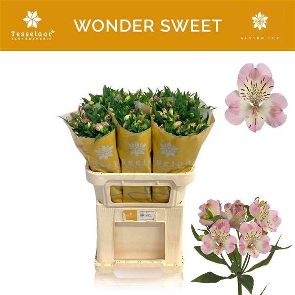 <h4>Alstroemeria Wonder Sweet 60gr</h4>