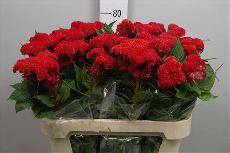 <h4>Celosia arg. CR 'No 9'</h4>
