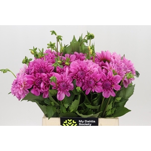Dahlia Pink Delight