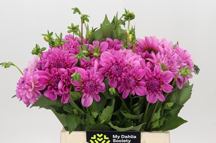 <h4>Dahlia Pink Delight</h4>