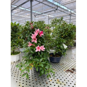 Rhododendron indicum - Azalea, trainingspot 16cm.