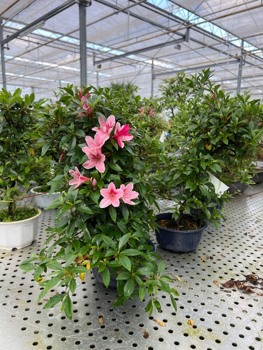 <h4>Rhododendron indicum - Azalea, trainingspot 16cm.</h4>