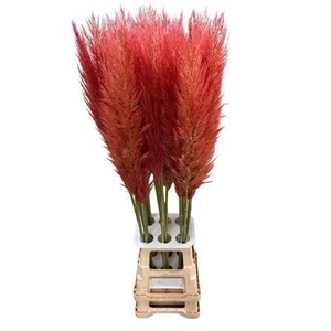 CORTA SE PUMILA PINK