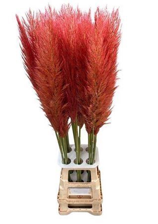 <h4>CORTA SE PUMILA PINK</h4>