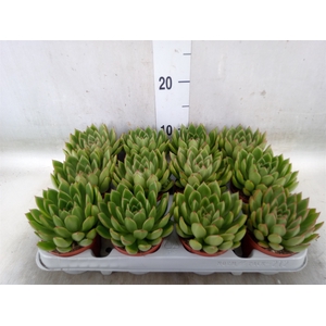 Echeveria agavoides