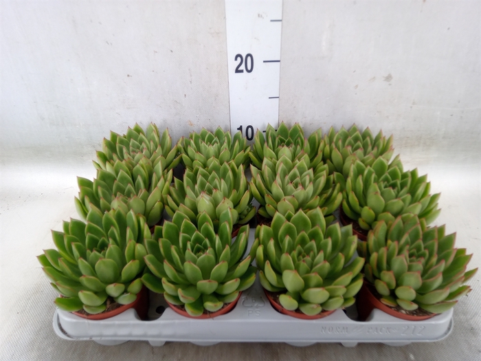 <h4>Echeveria agavoides</h4>