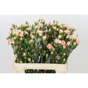Dianthus Sp Hamada