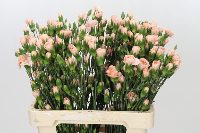 <h4>Dianthus Sp Hamada</h4>
