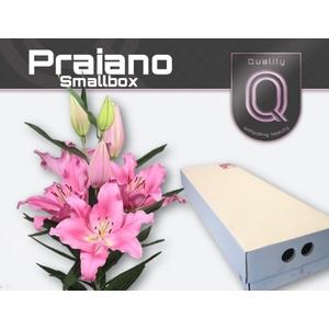 LI OR PRAIANO SMALLBOX 4+