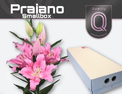 <h4>LI OR PRAIANO SMALLBOX 4+</h4>