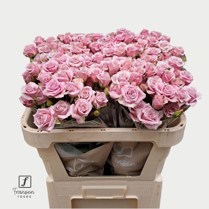 <h4>Rosa TR 'Leila Lilac'</h4>