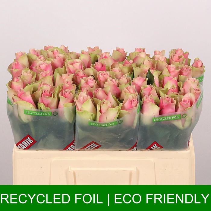 <h4>R GR BELLE ROSE</h4>