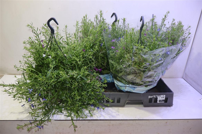 <h4>arr8 Lobe Er Ov</h4>