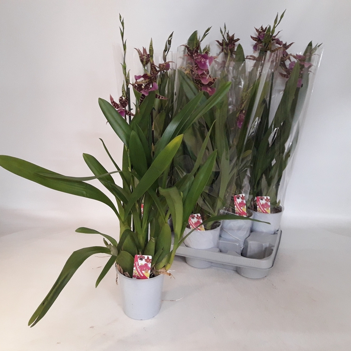 <h4>BRASSIA SUMMER DREAM</h4>