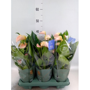 Anthurium andr. 'Joli Peach'