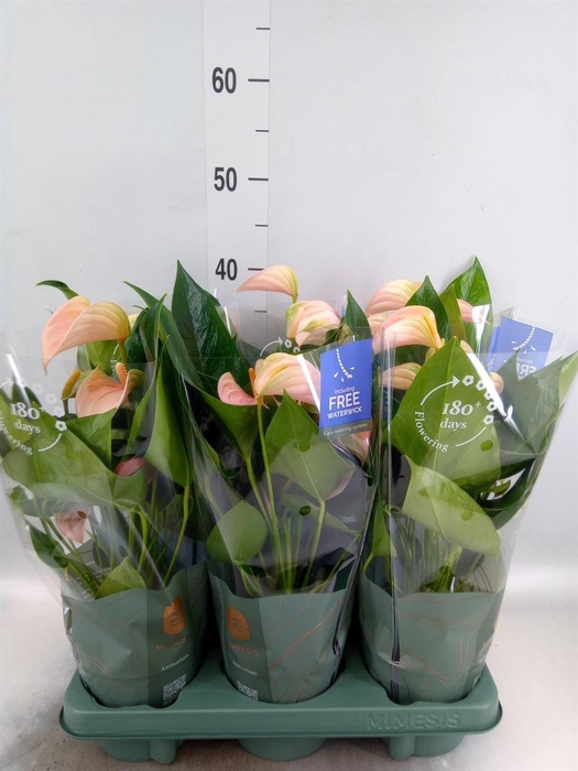 <h4>Anthurium andr. 'Joli Peach'</h4>