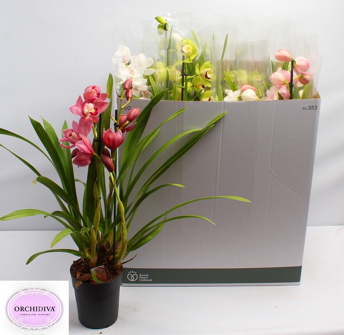 <h4>CYMB GEMENGD</h4>